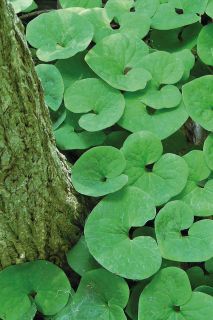 green plants growing on the ground next to a tree