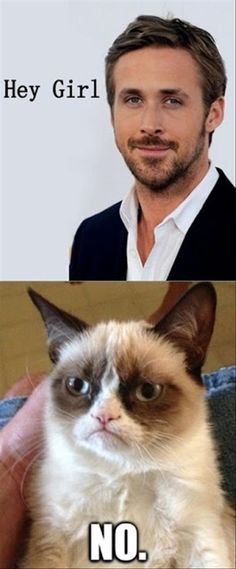 Grumpy Cat - Hey girl..... NO Guy Laughing, Hey Girl Memes, Ryan Gosling Meme, Hey Girl Ryan Gosling, Cat Rules, Cat Funnies, Angry Girl, Funny Pets