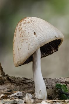 a close up of a mushroom on the ground