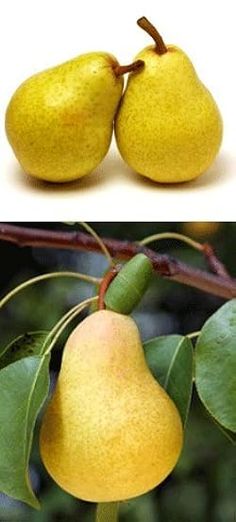 two pears sitting on top of a tree next to each other