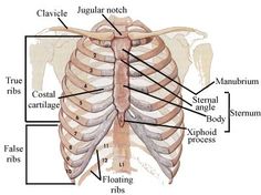 the ribs are labeled with labels on each ribcage and their corresponding parts labelled below