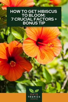 an orange flower with the title how to get hibiscus to bloom 7 crucial factor