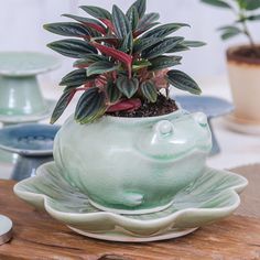 a potted plant sitting on top of a wooden table next to other pots and saucers