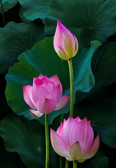 two pink lotus flowers with green leaves in the background