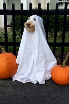 a dog in a ghost costume next to two pumpkins