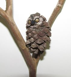 a small pine cone sitting on top of a tree branch next to a white wall