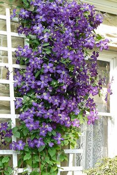 purple flowers are growing on the side of a building with a ladder next to it