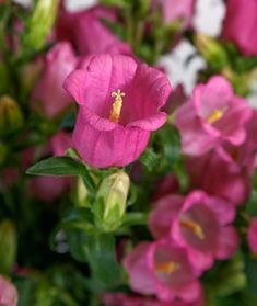 pink flowers with green leaves in the background