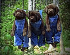 three chocolate lab puppies wearing denim overalls