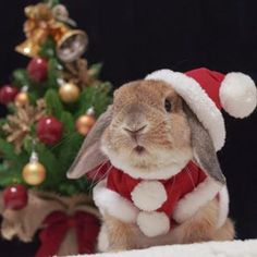 a small rabbit wearing a santa hat and sitting in front of a christmas tree