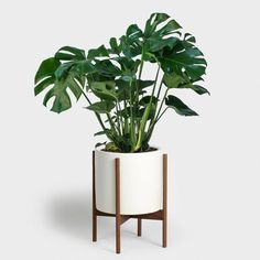 a potted plant sitting on top of a wooden stand