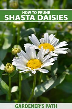 two white daisies with the title how to prune shasta daisies gardener's path