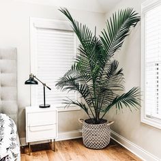 a palm tree in a bedroom next to a bed