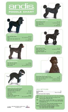 an info sheet showing different types of poodles in various colors and sizes, including black