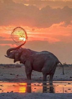 an elephant with its trunk in the air and it's face covered by water