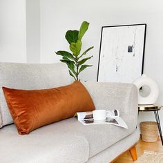 a living room with a couch, coffee table and potted plant on the side