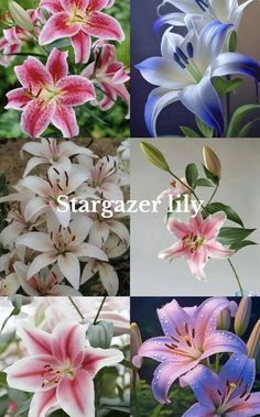 several different types of flowers with the words stargazer lily