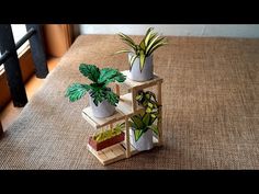 three potted plants sitting on top of a wooden shelf