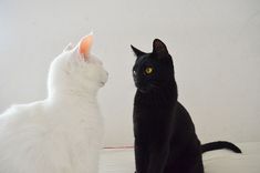 two black and white cats sitting next to each other