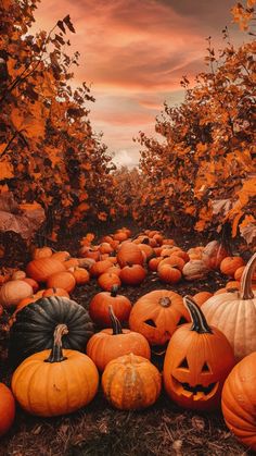 many pumpkins are laying on the ground in front of trees