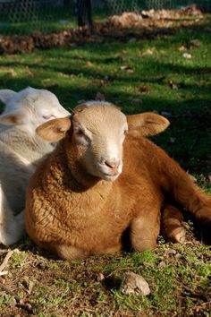 two lambs laying down in the grass next to each other