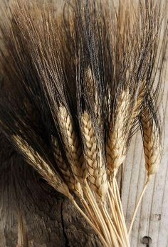 Buy Online High quality and Fresh Wheat Black - Greenchoice Flowers Wheat Bundle, Black Beard, Black Beards, Wheat Grass, Flower Ideas, Dried Flower Arrangements, Holy Communion, How To Preserve Flowers, South Of France