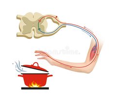 the anatomy of the arm and hand with an illustration of how to use it