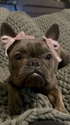 a brown dog laying on top of a bed with a pink bow around it's head