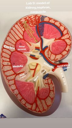 an image of the human kidney and its major vessels, labeled in red on a white background