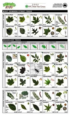 an image of different types of leaves and their functions in the plant life cycle, with descriptions