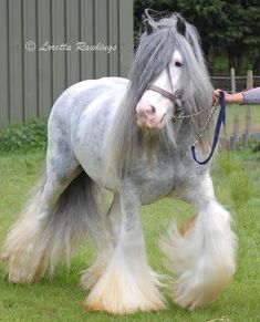 a gray and white horse with long hair being walked by a person wearing a bridle