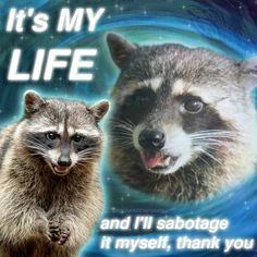 two raccoons that are standing next to each other with the caption it's my life