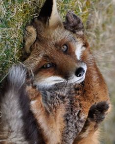 a close up of a fox on the ground