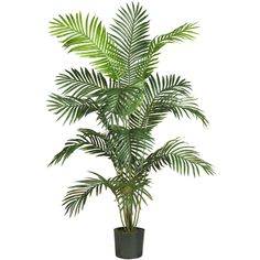 a palm tree in a black pot on a white background