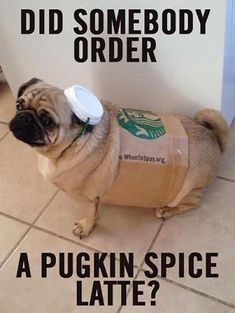 a pug dog with a starbucks cup on its back and the caption did somebody order a puckin spice latte?