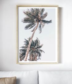 a palm tree in front of a white wall with a wooden frame hanging on the wall