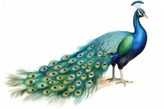 a peacock with its feathers spread out