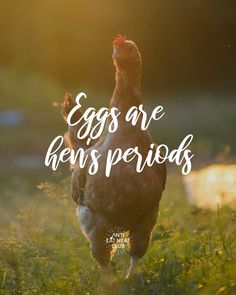 a chicken walking across a grass covered field with the words eggs are hens periods