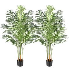 two potted plants with green leaves in them