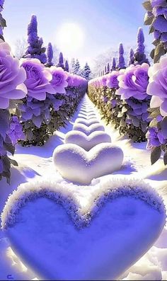 two hearts in the snow surrounded by purple roses and lavender bushes with sun shining on them