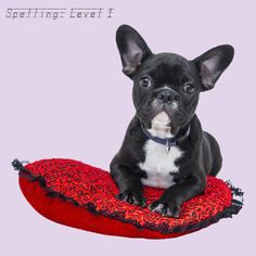 a small black and white dog laying on top of a red pillow