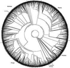 an image of a circular object with all the parts labeled in red and black on it