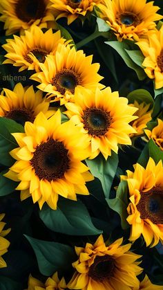 a large group of sunflowers with green leaves