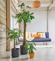 three potted plants sit in front of a couch and coffee table on the floor