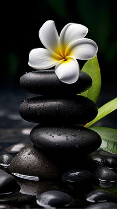 a white flower sitting on top of black rocks