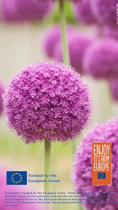 purple flowers with the words enjoy it is from europe