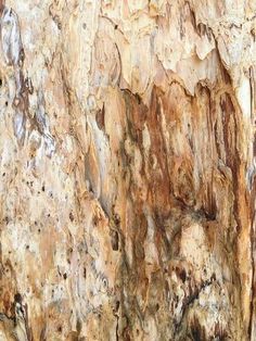 the bark on this tree is brown and white