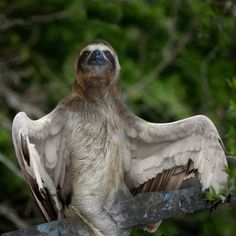 a sloth hanging upside down on a tree branch with its wings spread wide open