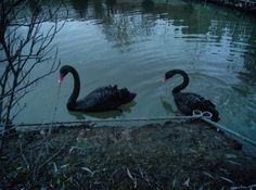 two black swans are swimming in the water