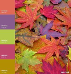 the colors of autumn leaves are shown in this color palette